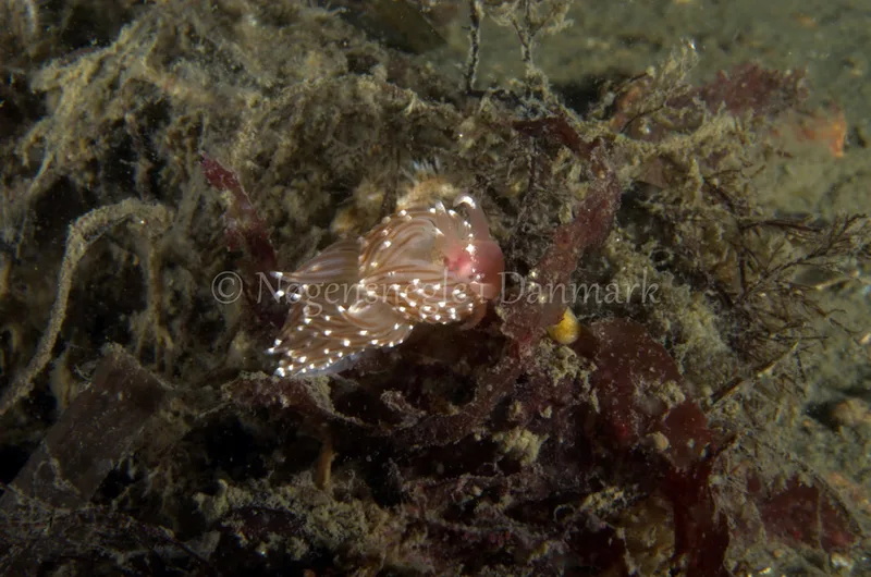 Facelina bostoniensis - Anemonevraget - Foto: Jørn Ari