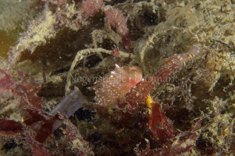 Facelina bostoniensis - Anemonevraget - Foto: Jørn Ari