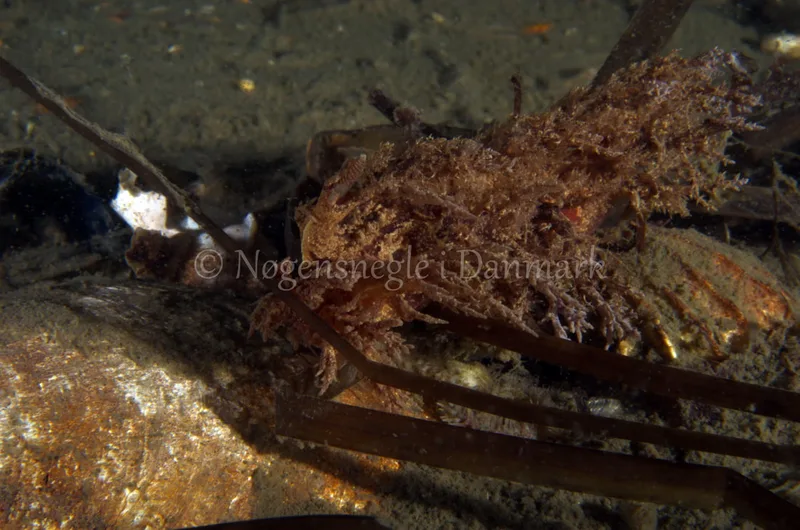 Dendronotus europaeus - Anemonevraget - Foto: Jørn Ari