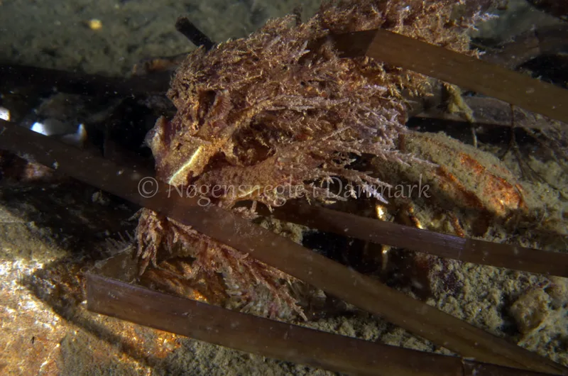 Dendronotus europaeus - Anemonevraget - Foto: Jørn Ari