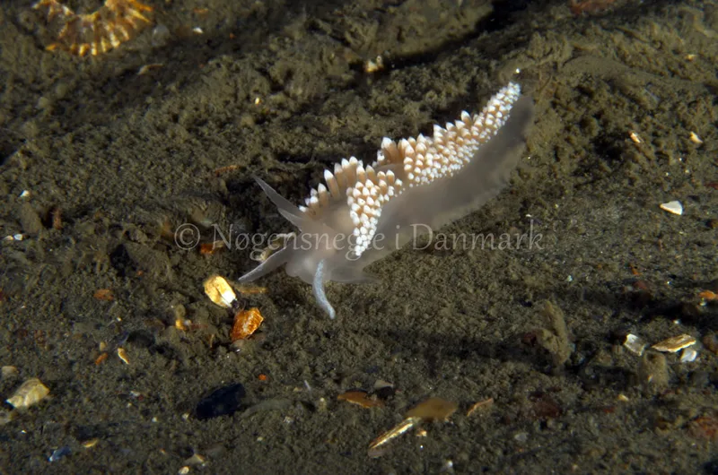Coryphella verrucosa - Anemonevraget - Foto: Jørn Ari