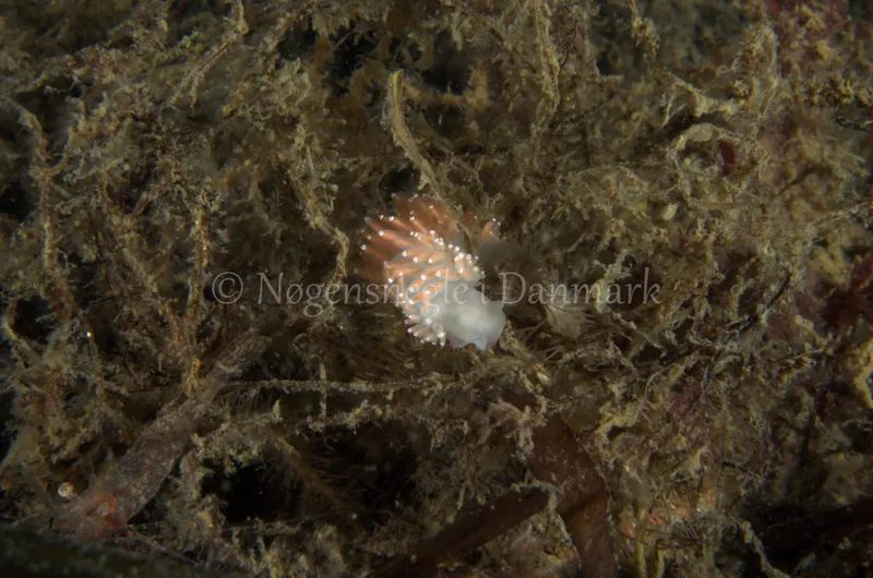 Coryphella verrucosa rufibranchialis- Anemonevraget - Foto: Jørn Ari