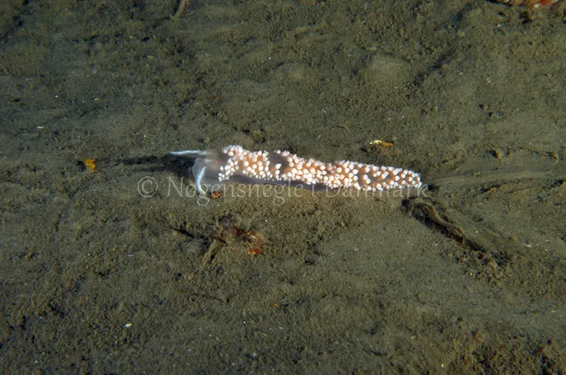 Coryphella verrucosa - Anemonevraget - Foto: Jørn Ari