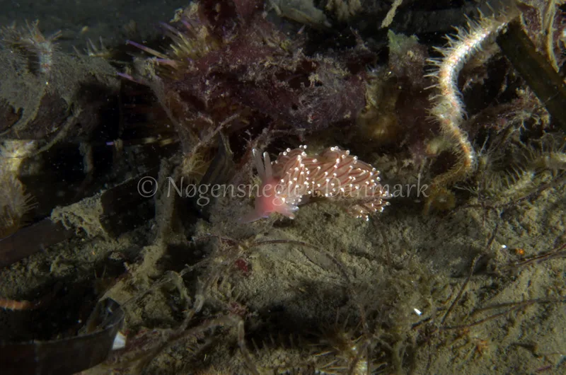 Facelina bostoniensis - Anemonevraget - Foto: Jørn Ari
