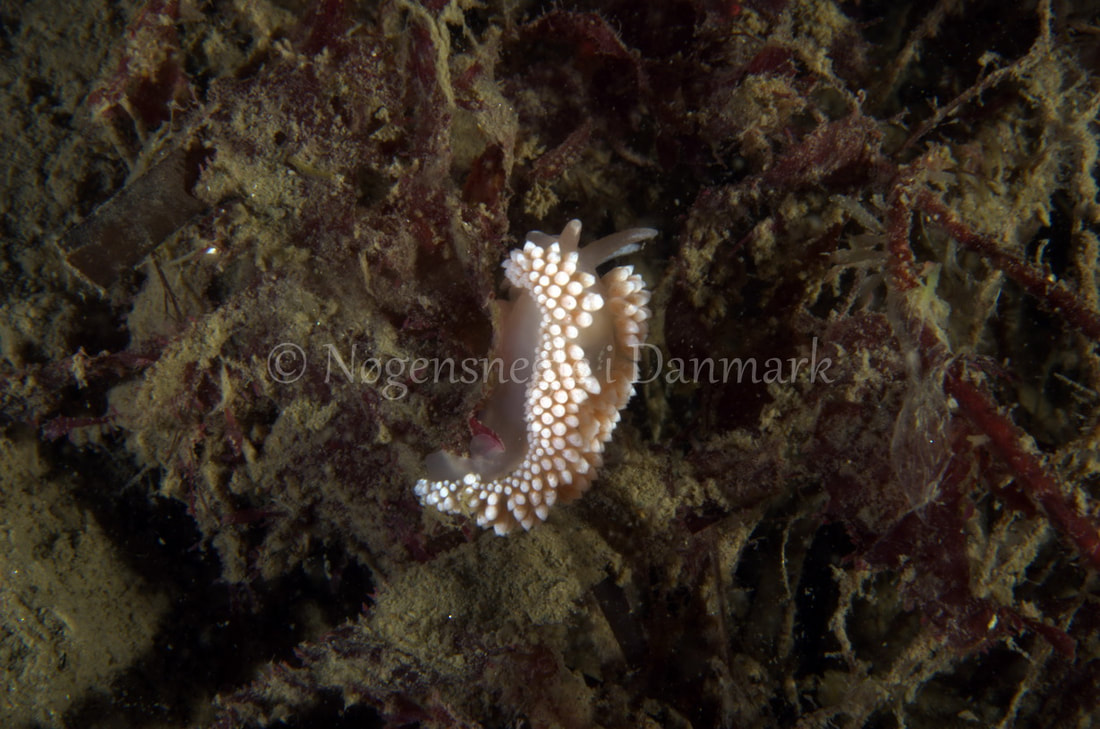 Coryphella verrucosa - Anemonevraget - Foto: Jørn Ari