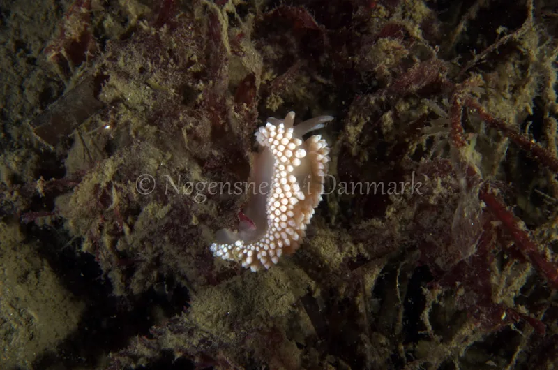 Coryphella verrucosa - Anemonevraget - Foto: Jørn Ari