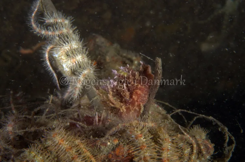 Dendronotus europaeus - Anemonevraget - Foto: Jørn Ari