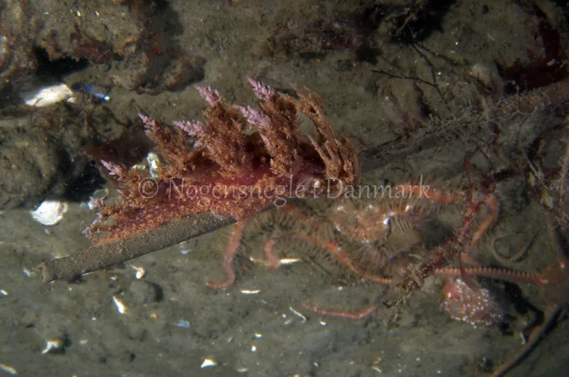 Dendronotus europaeus - Anemonevraget - Foto: Jørn Ari