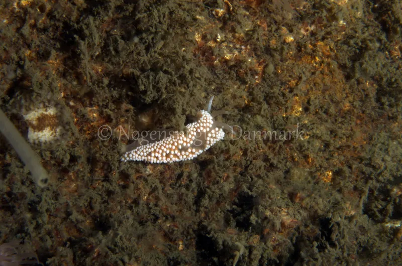 Onchidoris bilamellata - Anemonevraget - Foto: Jørn Ari
