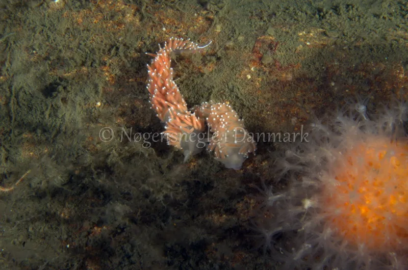 Coryphella verrucosa rufibranchialis- Anemonevraget - Foto: Jørn Ari