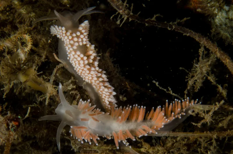 Billede af nøgensneglen Coryphella verrucosa