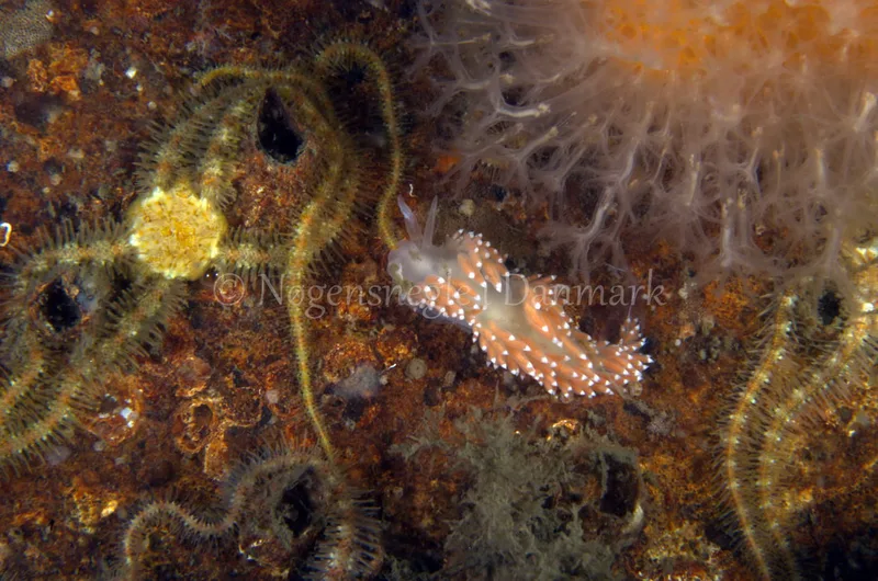 Coryphella verrucosa rufibranchialis- Anemonevraget - Foto: Jørn Ari