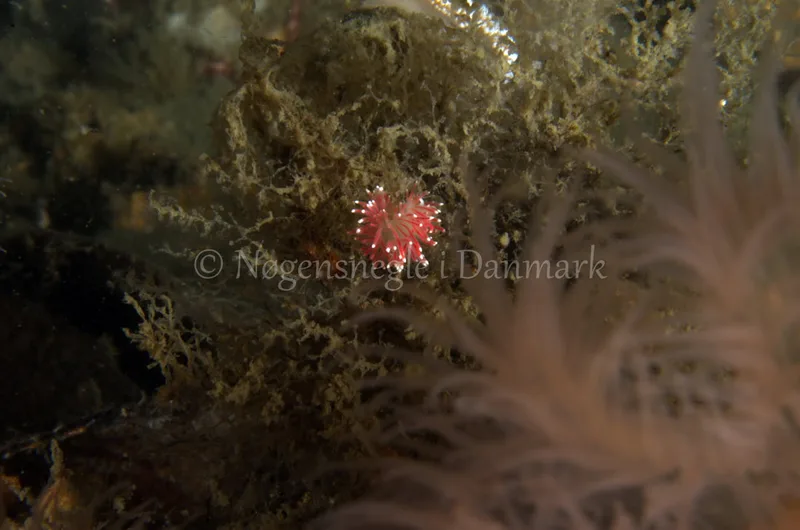 Carronella pellucida - Anemonevraget - Foto: Jørn Ari