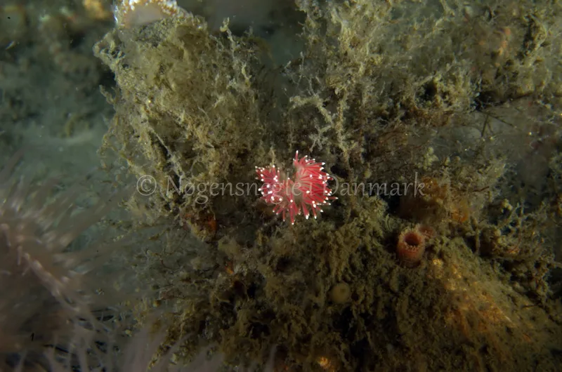 Carronella pellucida - Anemonevraget - Foto: Jørn Ari