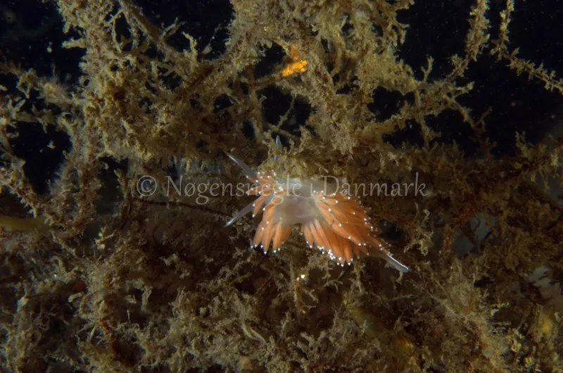 Coryphella verrucosa rufibranchialis- Anemonevraget - Foto: Jørn Ari