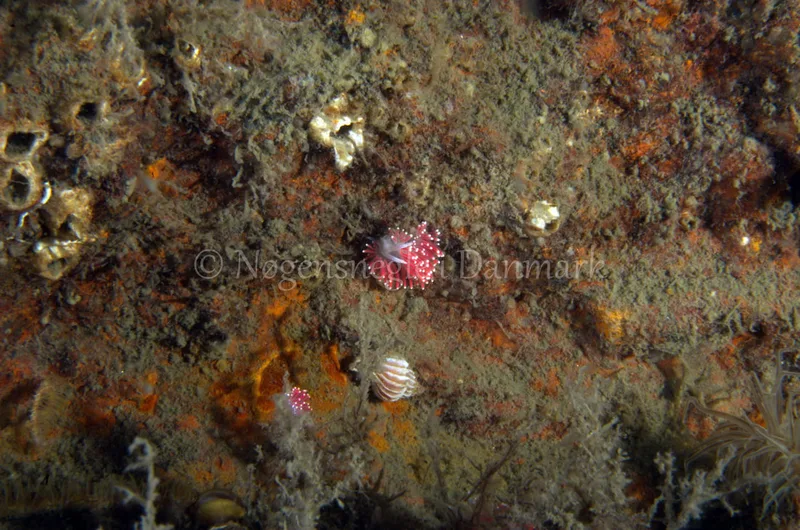 Carronella pellucida - Anemonevraget - Foto: Jørn Ari