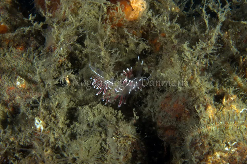 Fjordia lineata - Anemonevraget - Foto: Jørn Ari