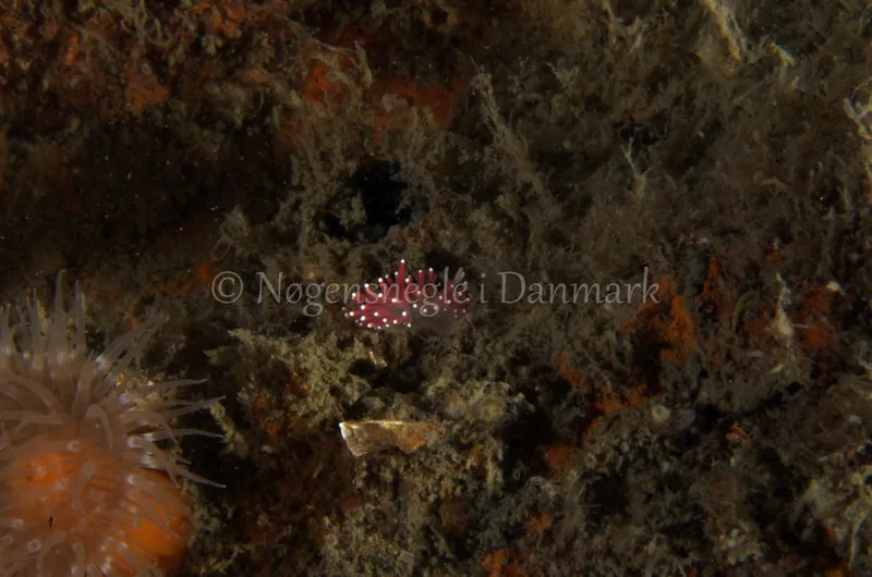 Carronella pellucida - Anemonevraget - Foto: Jørn Ari