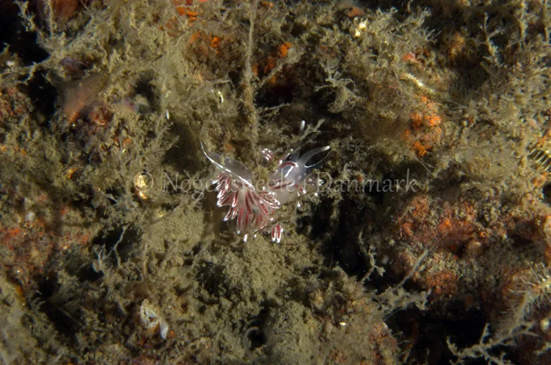 Fjordia lineata - Anemonevraget - Foto: Jørn Ari