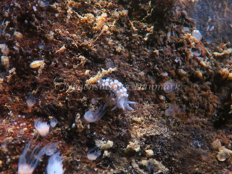 Coryphella verrucosa - Lyngsbo Strand - Foto: HP Ølgaard