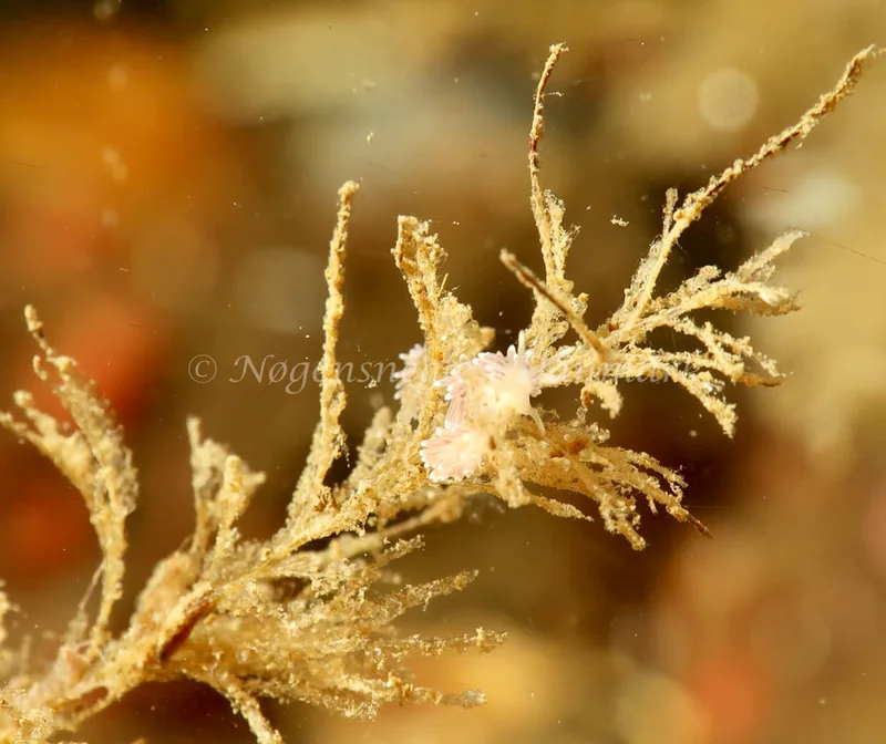 Cuthonella concinna - Ammoniakhavnen - Foto: Søren Skov Nielsen