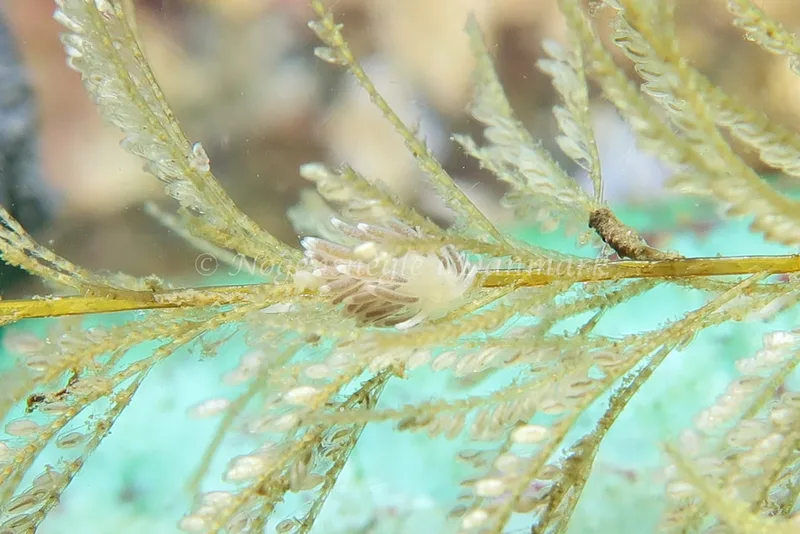 Cuthonella concinna - Lyngsbo Strand - Foto: AnneKatrine Frederiksen