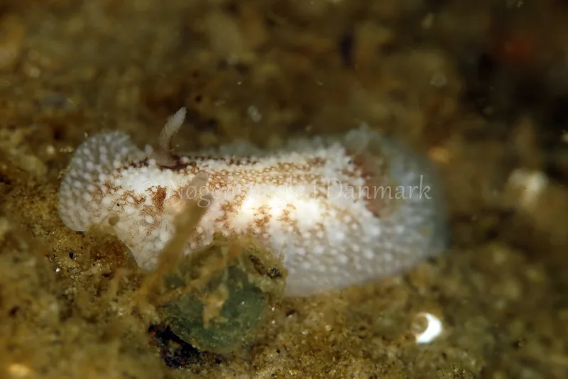 Onchidoris bilamellata - Vrag ved Løkken - Foto: Ib Sørensen