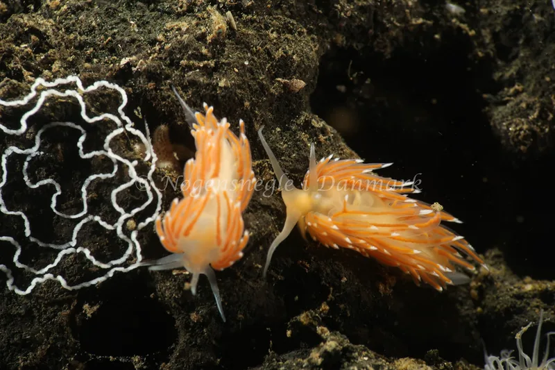 Facelina cf. bostoniensis - Lyngsbo Strand - Foto: Søren Skov Nielsen