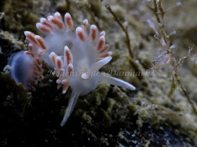 Coryphella verrucosa - Søbadet - Foto: HP Ølgaard
