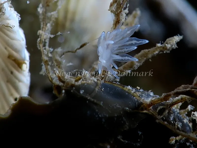 Amphorina sp. - Lyngsbo Strand - Foto: HP Ølgaard
