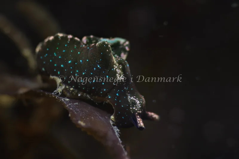 Elysia viridis (Saccoglossa) - Ammoniakhavnen - Foto: AnneKatrine Frederiksen
