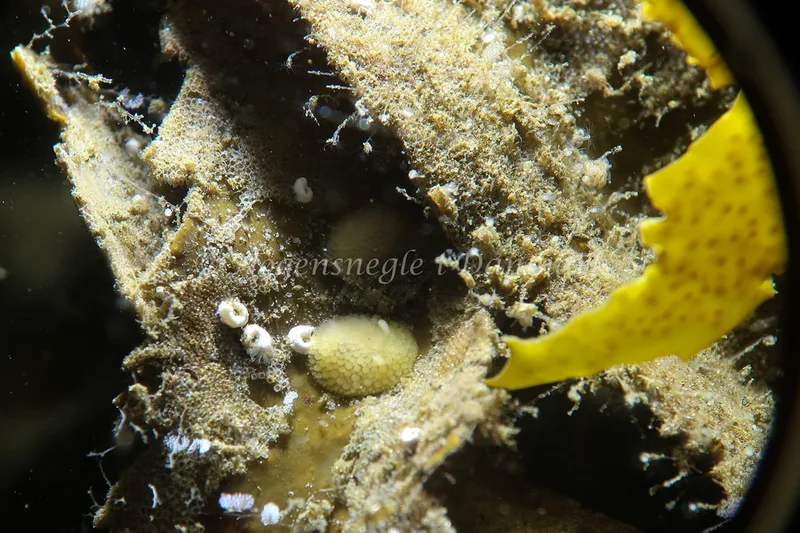 Onchidoris muricata - Lyngsbo Strand - Foto: AnneKatrine Frederiksen