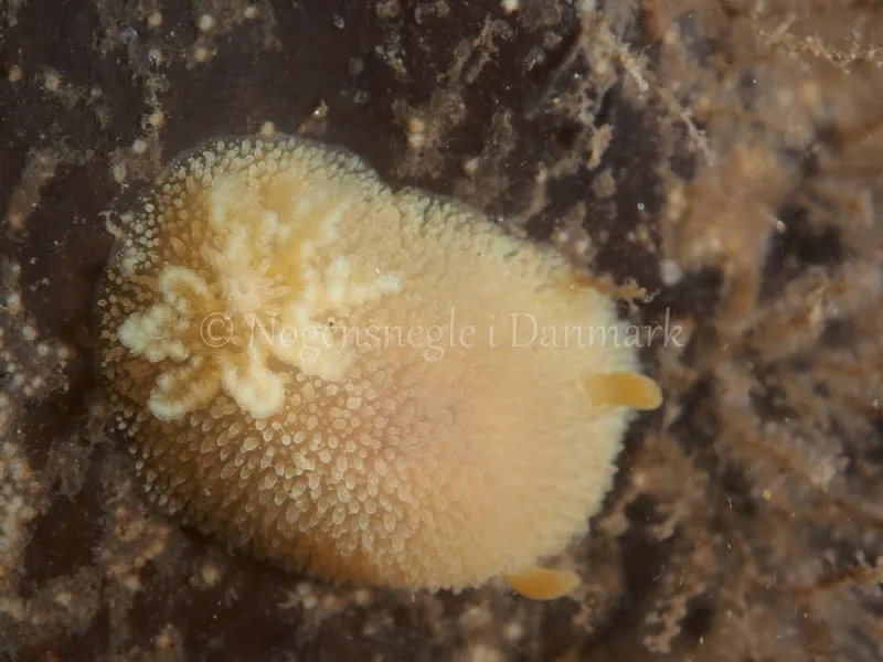 Acanthodoris pilosa - Ammoniakhavnen - Foto: Michael Christensen
