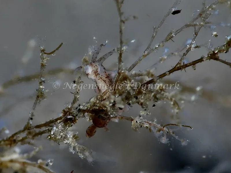Eubranchus exiguus - Lyngsbo Strand - Foto: HP Ølgaard