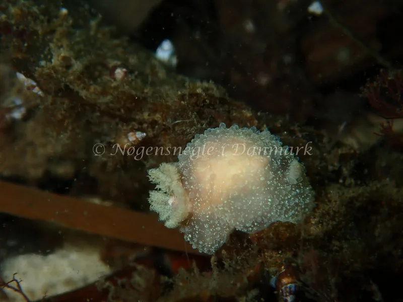 Acanthodoris pilosa - Havheksen - Foto: Luna Fomsgaard