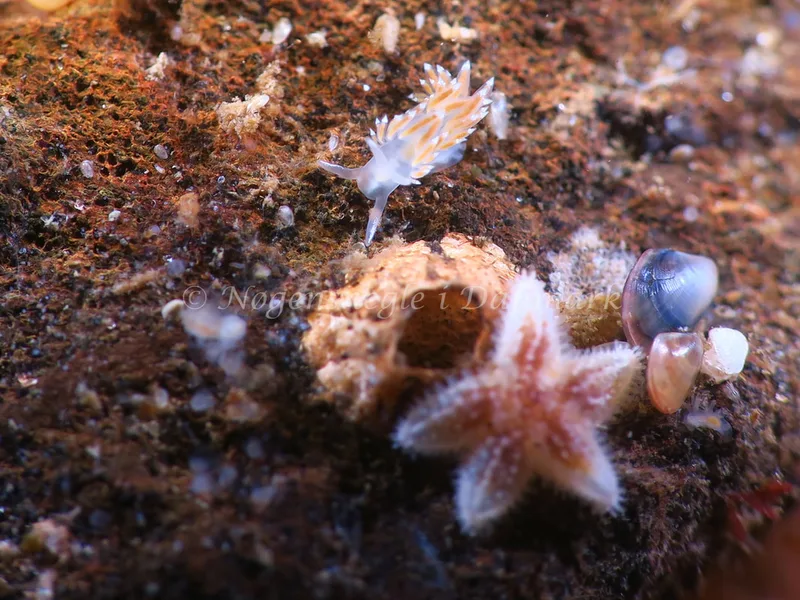 Coryphella verrucosa rufibranchialis - Lyngsbo Strand - Foto: HP Ølgaard