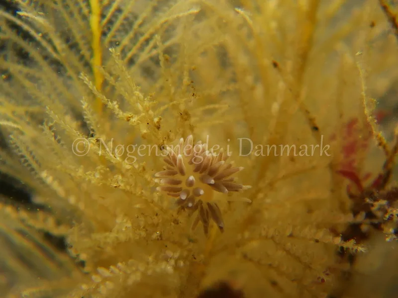 Cuthonella concinna - Ammoniakhavnen, Lillebælt - Foto: HP Ølgaard