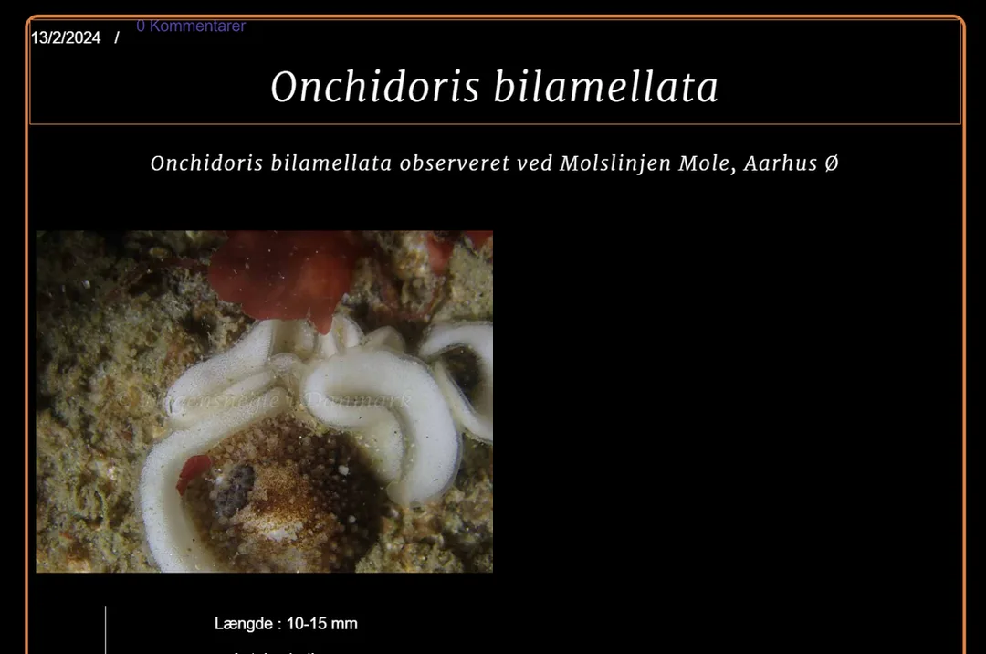 Billede