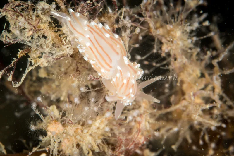 Facelina bostoniensis - Dykkerklubben Marsvinet - Foto: Poul Erik Rasmussen