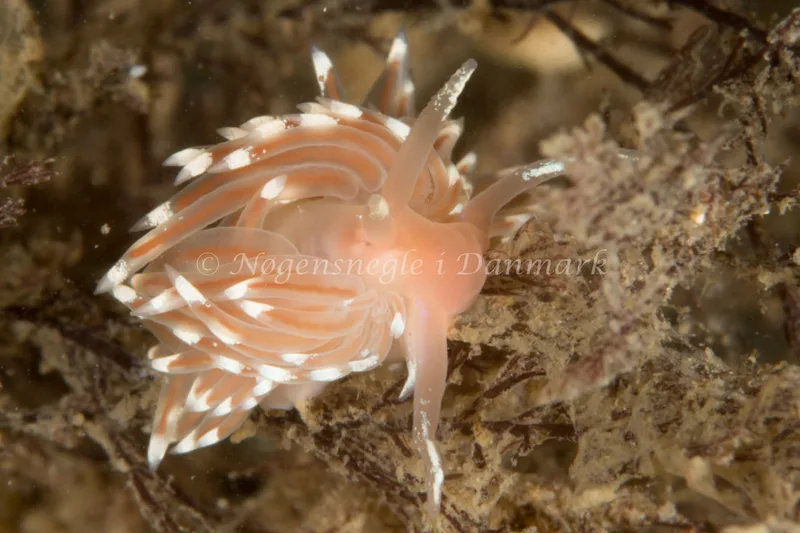 Facelina bostoniensis - Dykkerklubben Marsvinet - Foto: Poul Erik Rasmussen