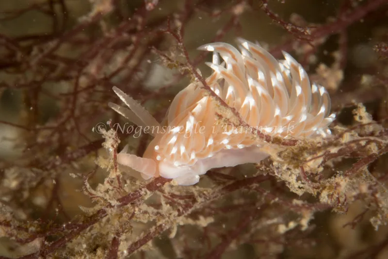 Facelina bostoniensis - Dykkerklubben Marsvinet - Foto: Poul Erik Rasmussen