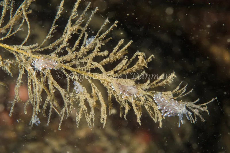 Cuthonella concinna - Ammoniakhavnen - Foto: Poul Erik Rasmussen