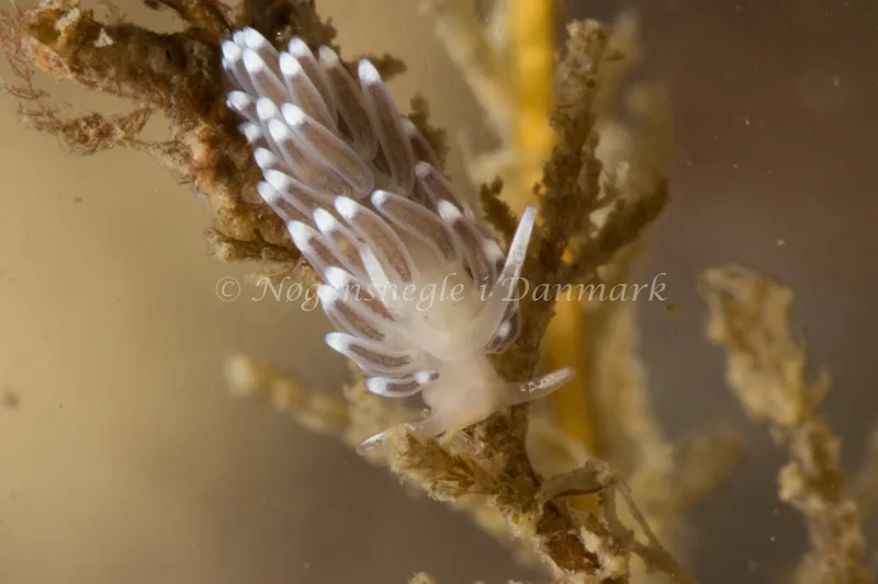 Cuthonella concinna - Ammoniakhavnen - Foto: Poul Erik Rasmussen