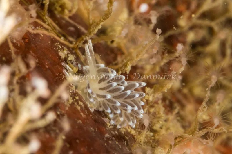 Cuthonella concinna - Ammoniakhavnen - Foto: Poul Erik Rasmussen