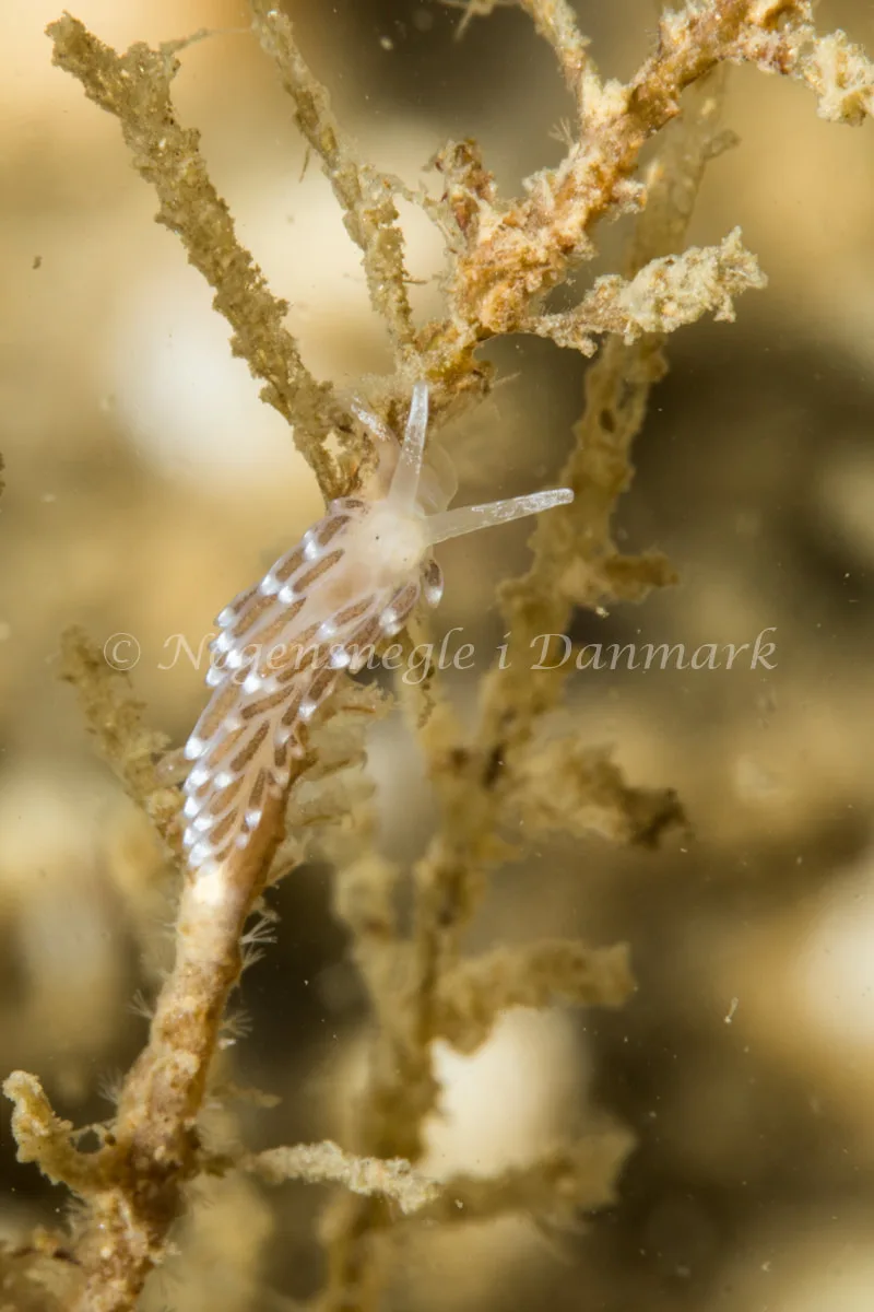 Cuthonella concinna - Ammoniakhavnen - Foto: Poul Erik Rasmussen