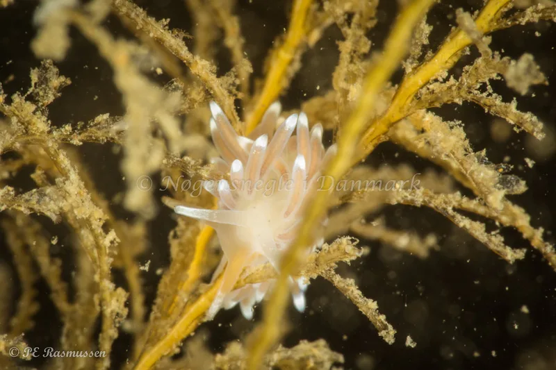 Cuthonella concinna - Ammoniakhavnen - Foto: Poul Erik Rasmussen
