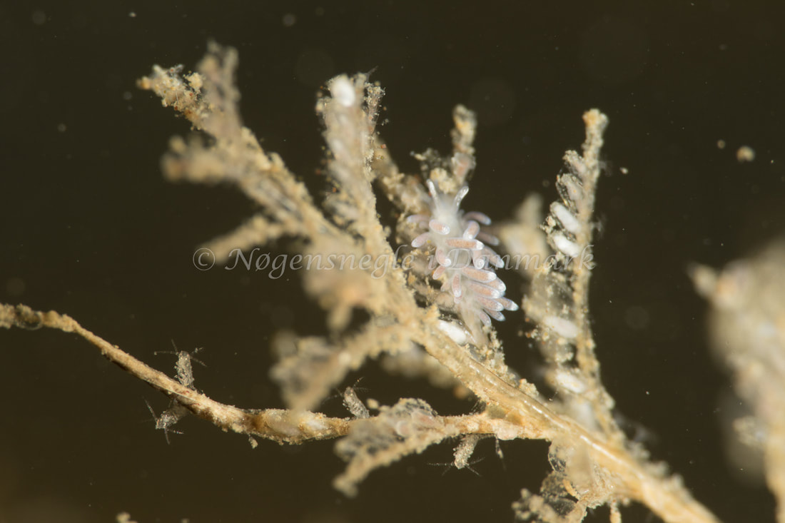 Cuthonella concinna - Ammoniakhavnen - Foto: Poul Erik Rasmussen
