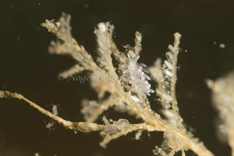 Cuthonella concinna - Ammoniakhavnen - Foto: Poul Erik Rasmussen