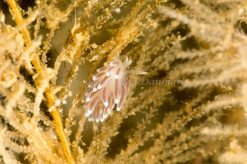 Cuthonella concinna - Ammoniakhavnen - Foto: Poul Erik Rasmussen