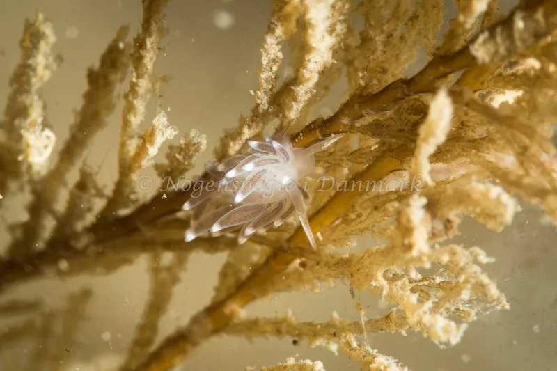 Cuthonella concinna - Lyngsbo Strand - Foto: Poul Erik Rasmussen